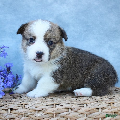 Welsh Corgi Pembroke dogs for sale: Graham - Ad 2