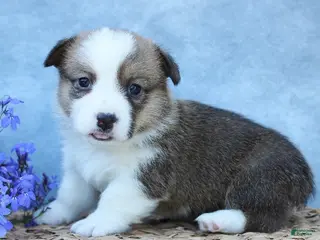 Welsh Corgi Pembroke dogs for sale: Graham - Ad 1