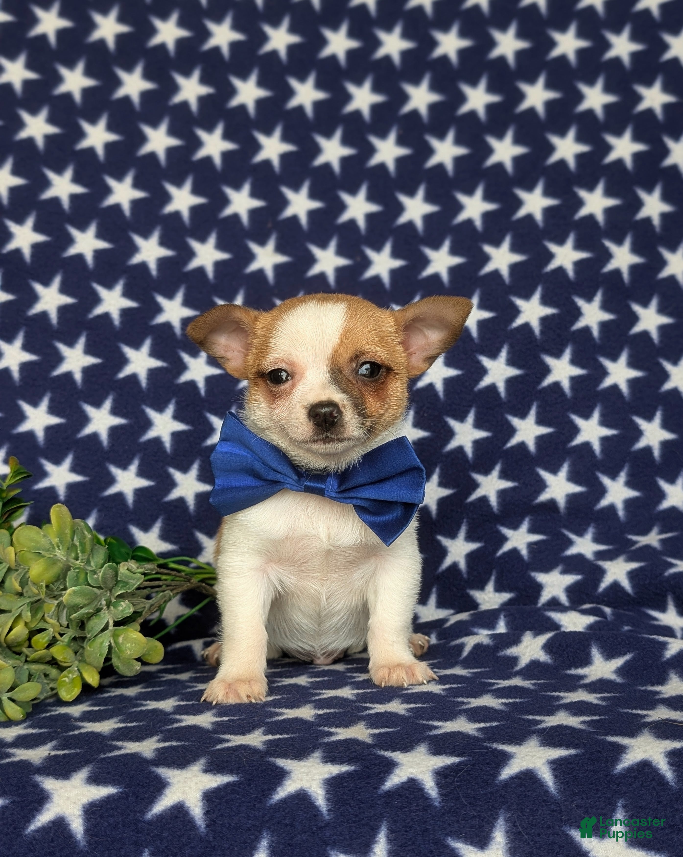 Chihuahua dogs Jaye 6 lbs Full Grown - Ad 1