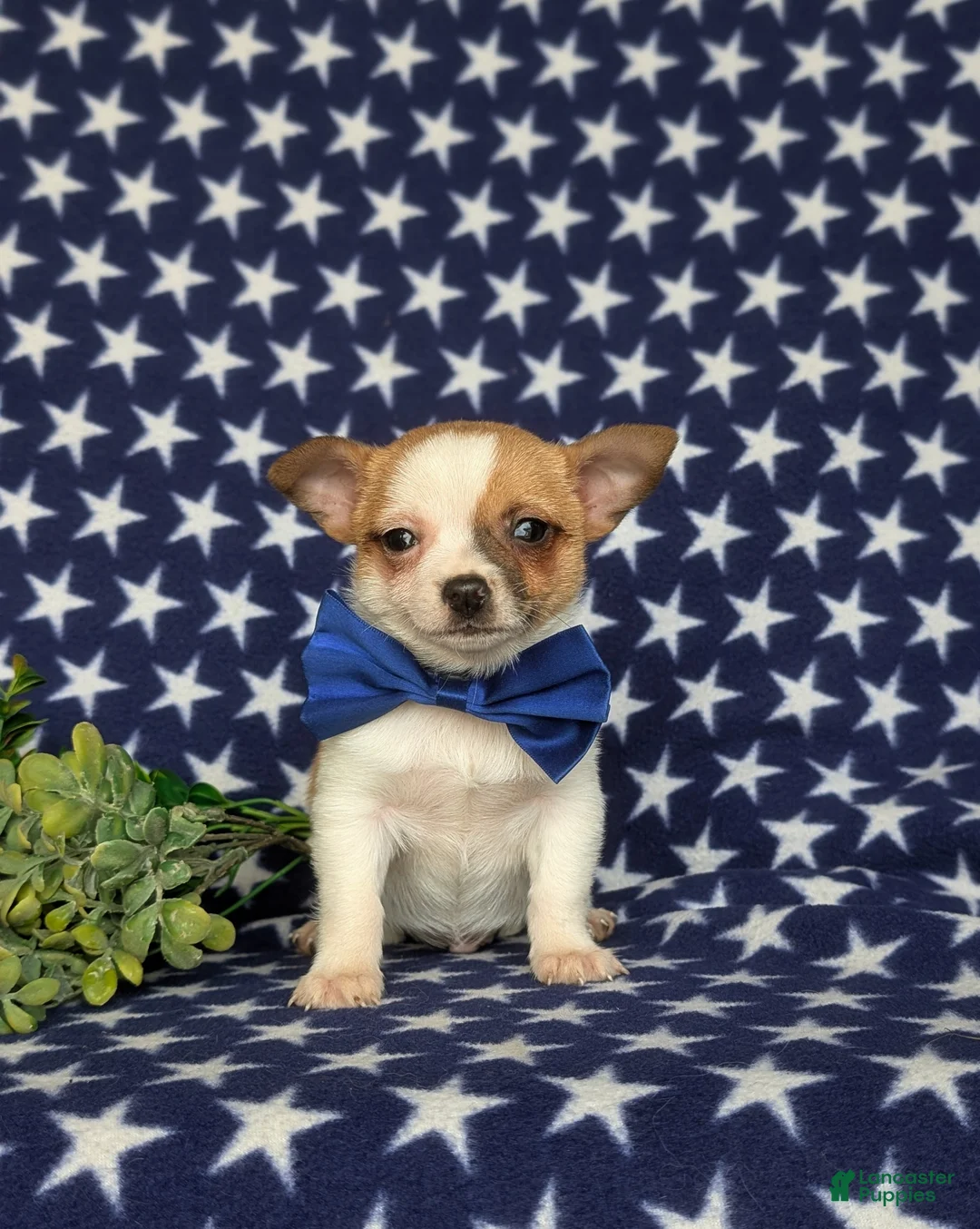 Chihuahua dogs for sale: Jaye 6 lbs Full Grown - Ad 1