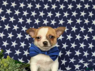 Chihuahua dogs for sale: Jaye 6 lbs Full Grown - Ad 4