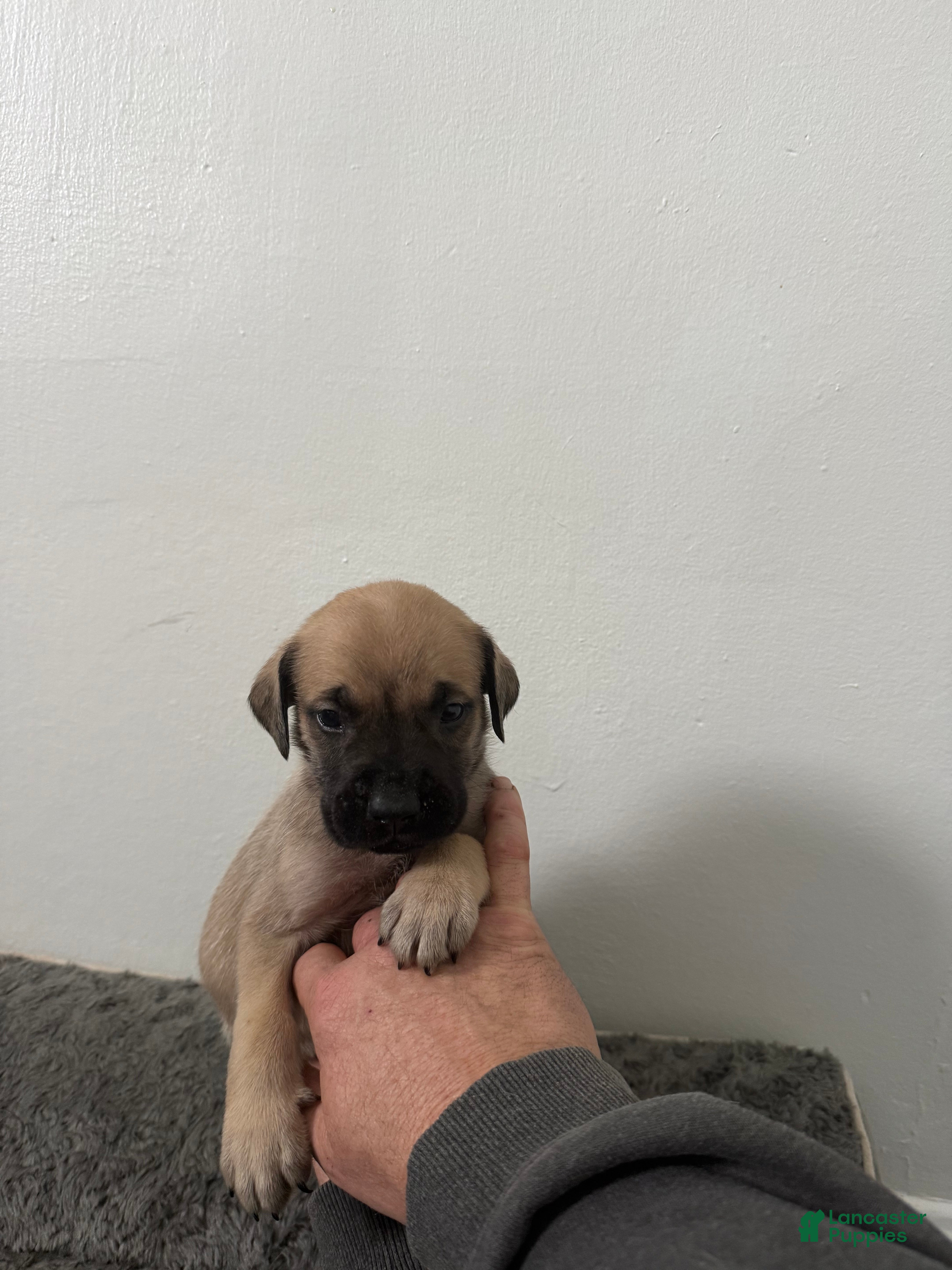 English Mastiff dogs English Mastiff Puppy 2 - Ad 29