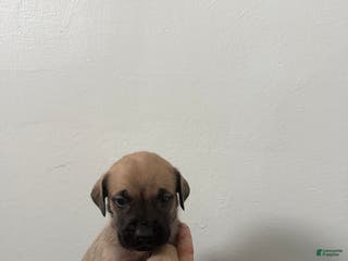 English Mastiff dogs English Mastiff Puppy 2 - Ad 29
