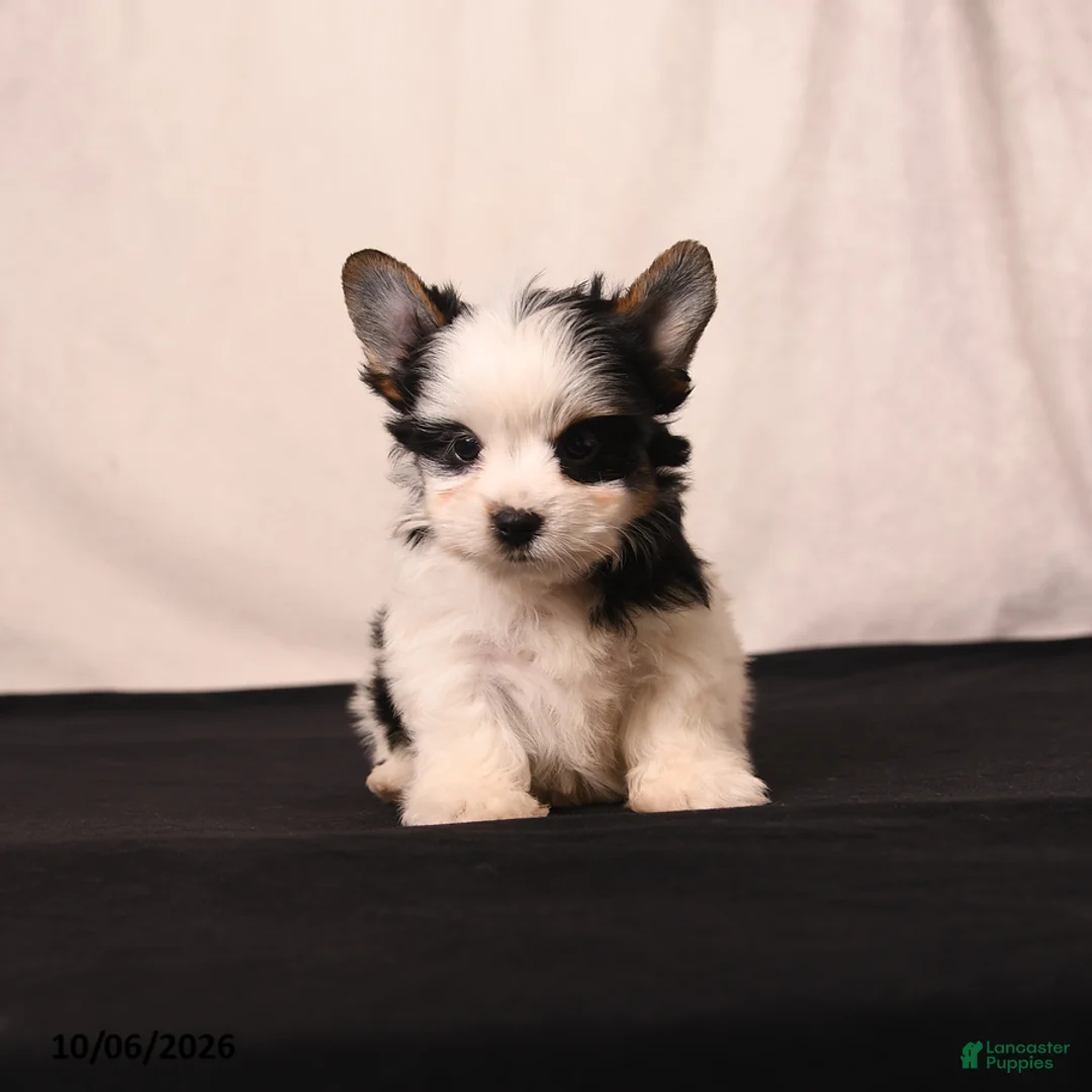 Biewer Terrier dogs for sale: Millie - Ad 1