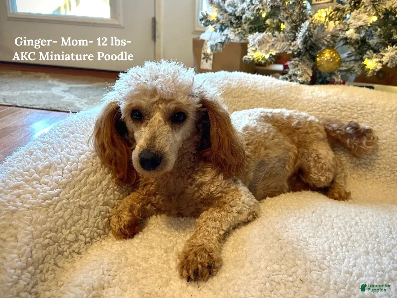 Miniature Poodle dogs Winnie- AKC Mini Poodle Girl in NC - Ad 2