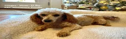 Miniature Poodle dogs for sale: Winnie- AKC Mini Poodle Girl in NC - Ad 2
