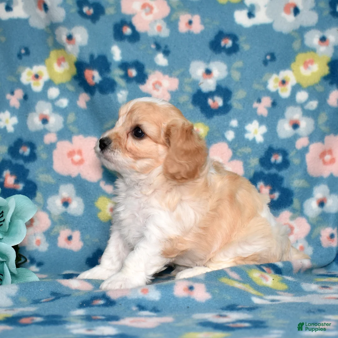 Cavachon dogs for sale: Butterscotch  - Ad 6