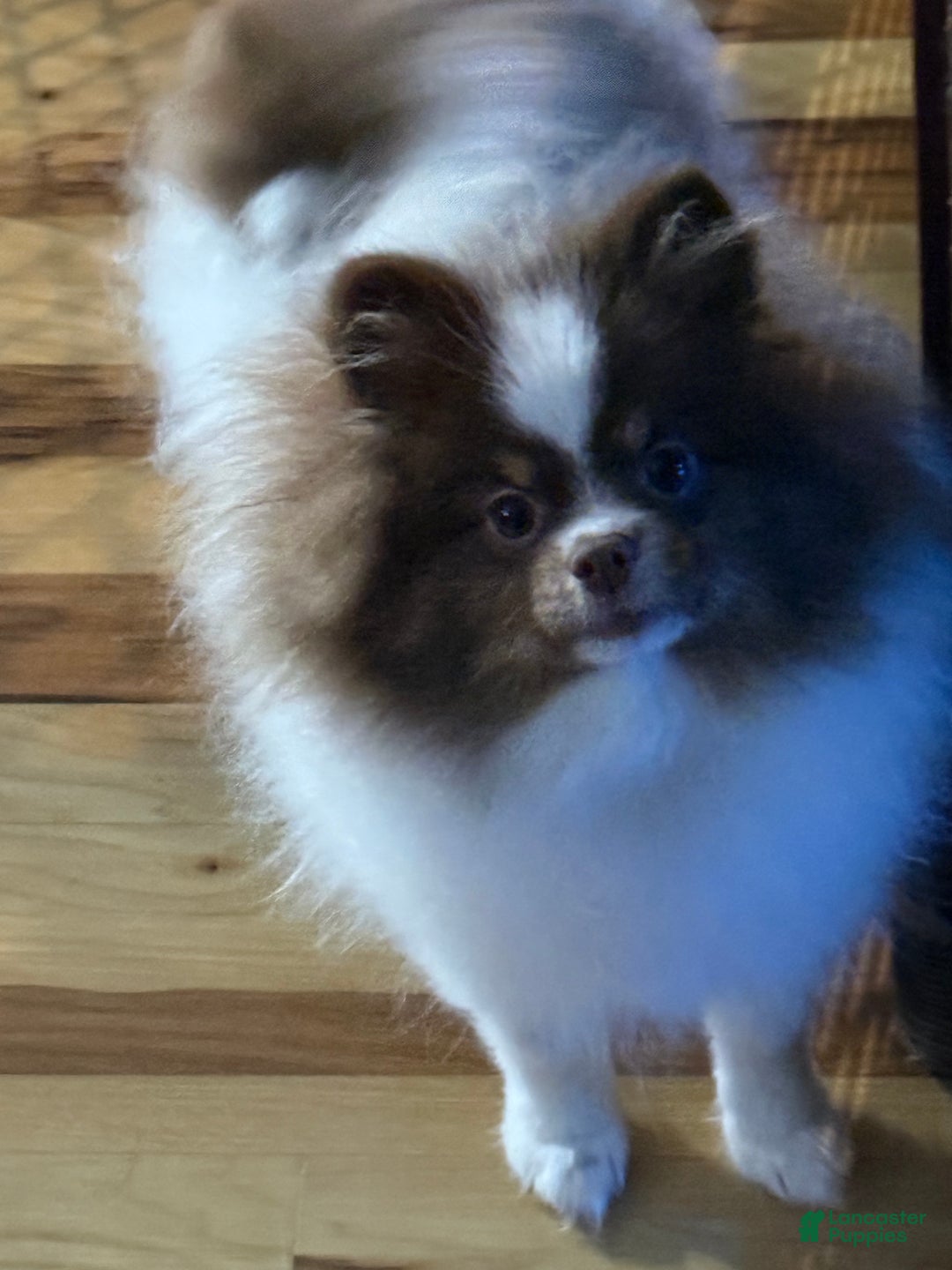 Pomeranian dogs for sale: Duke  - Ad 2