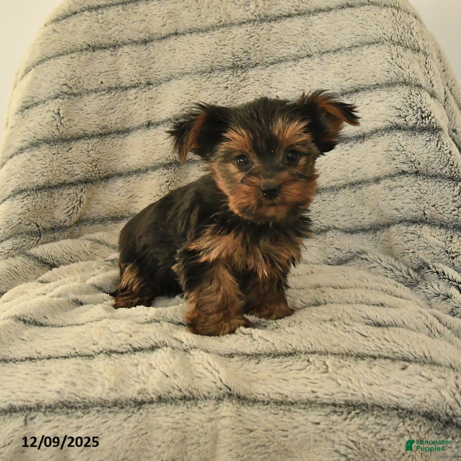 Yorkshire Terrier dogs Tina - Ad 22