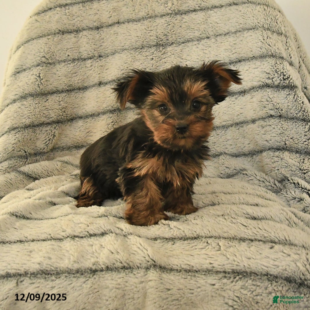 Yorkshire Terrier dogs for sale: Tina - Ad 1
