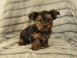Yorkshire Terrier dogs Tina - Ad 18
