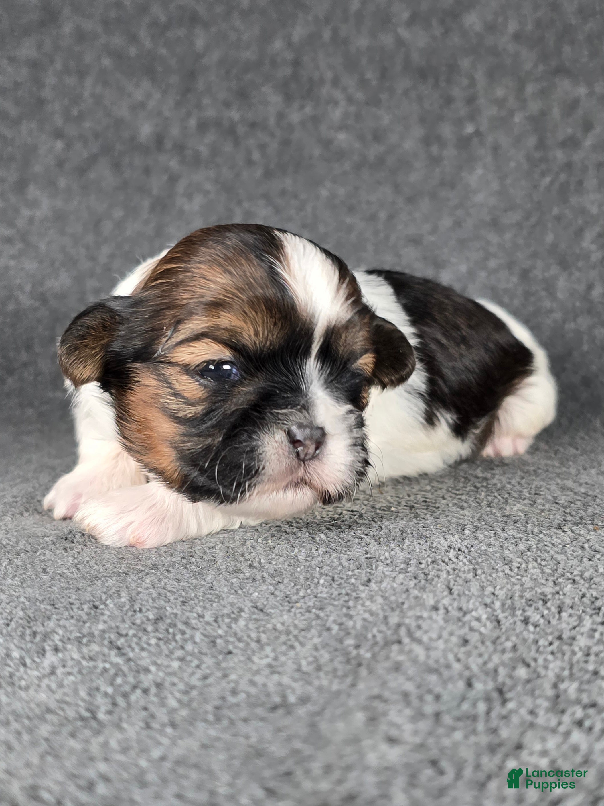 Shih Tzu dogs Willie - Ad 42