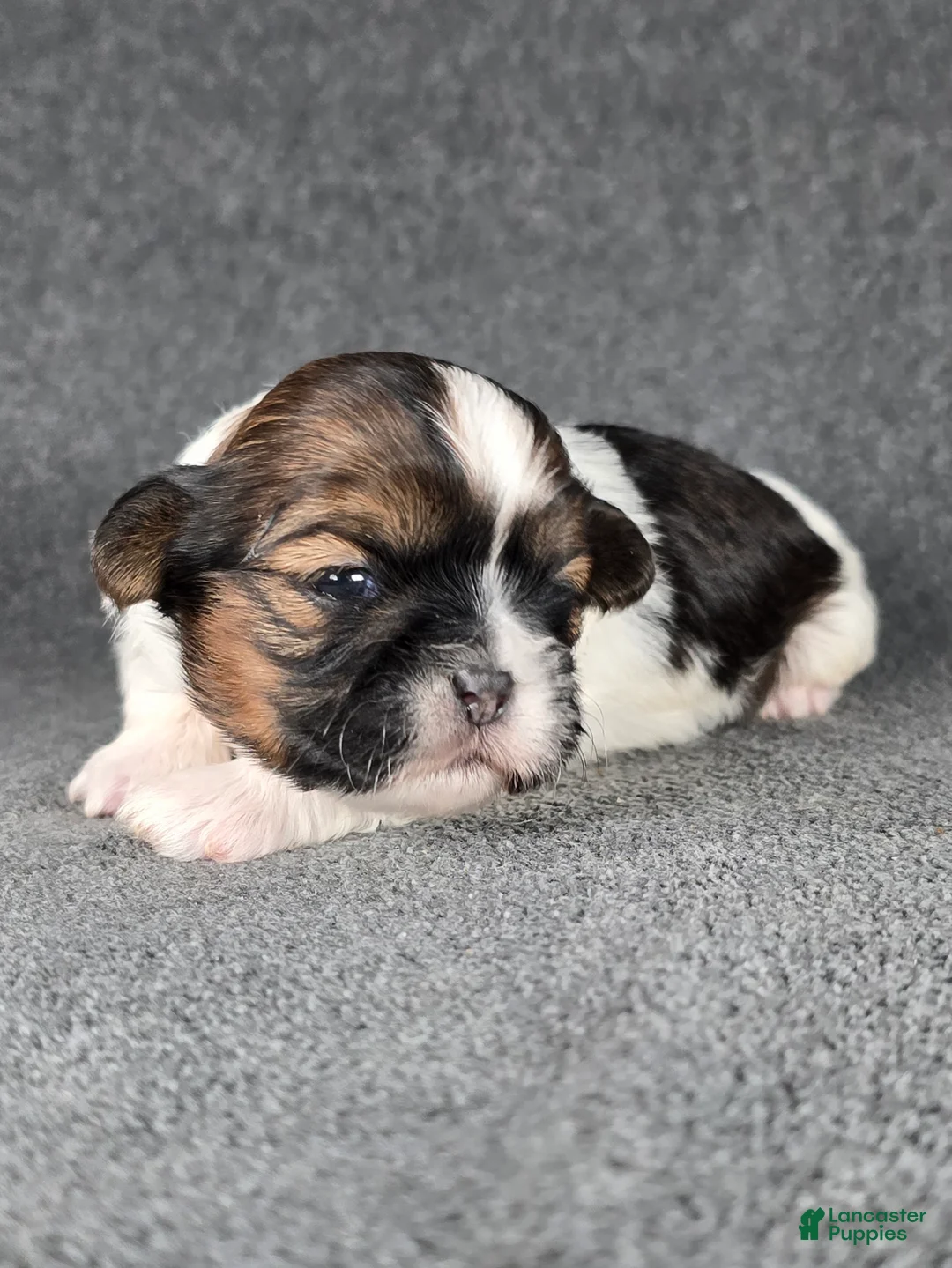 Shih Tzu dogs for sale: Willie - Ad 1