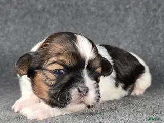 Shih Tzu dogs Willie - Ad 42