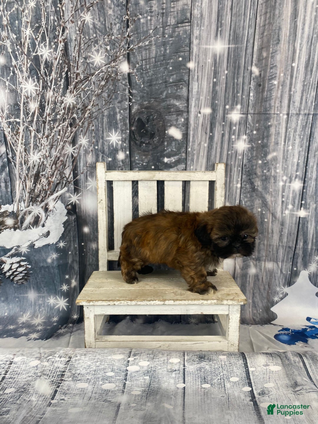 Shih Tzu dogs for sale: Mochi - Ad 10