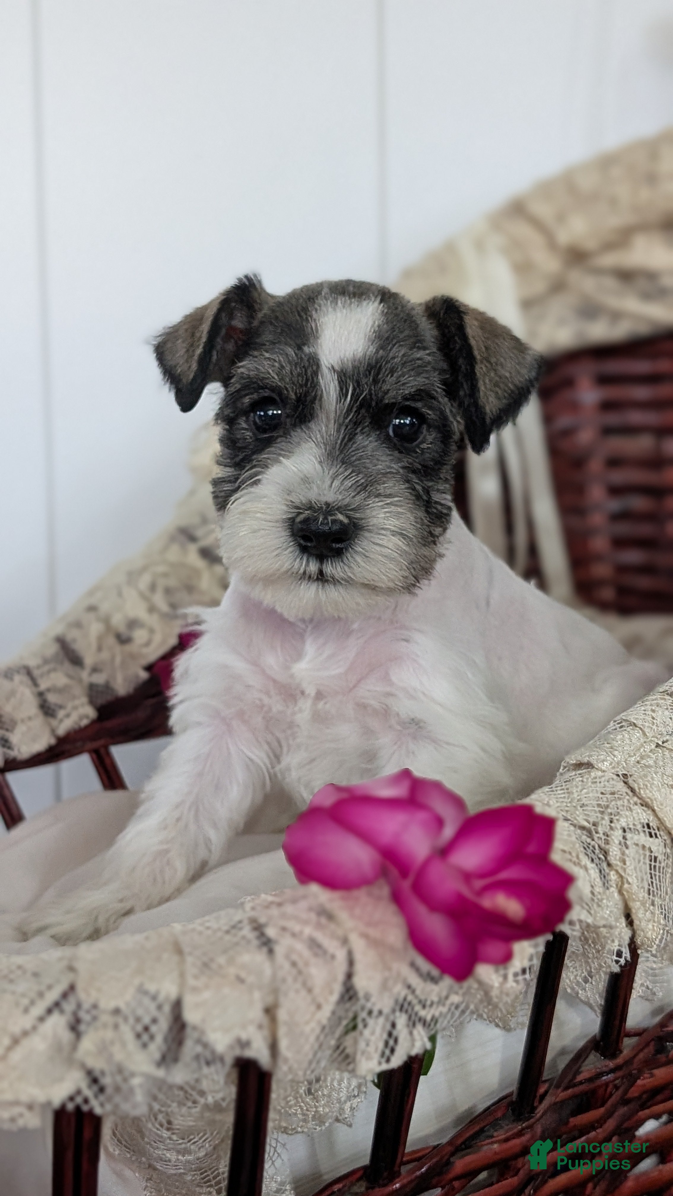 Miniature Schnauzer dogs Moby  - Ad 2