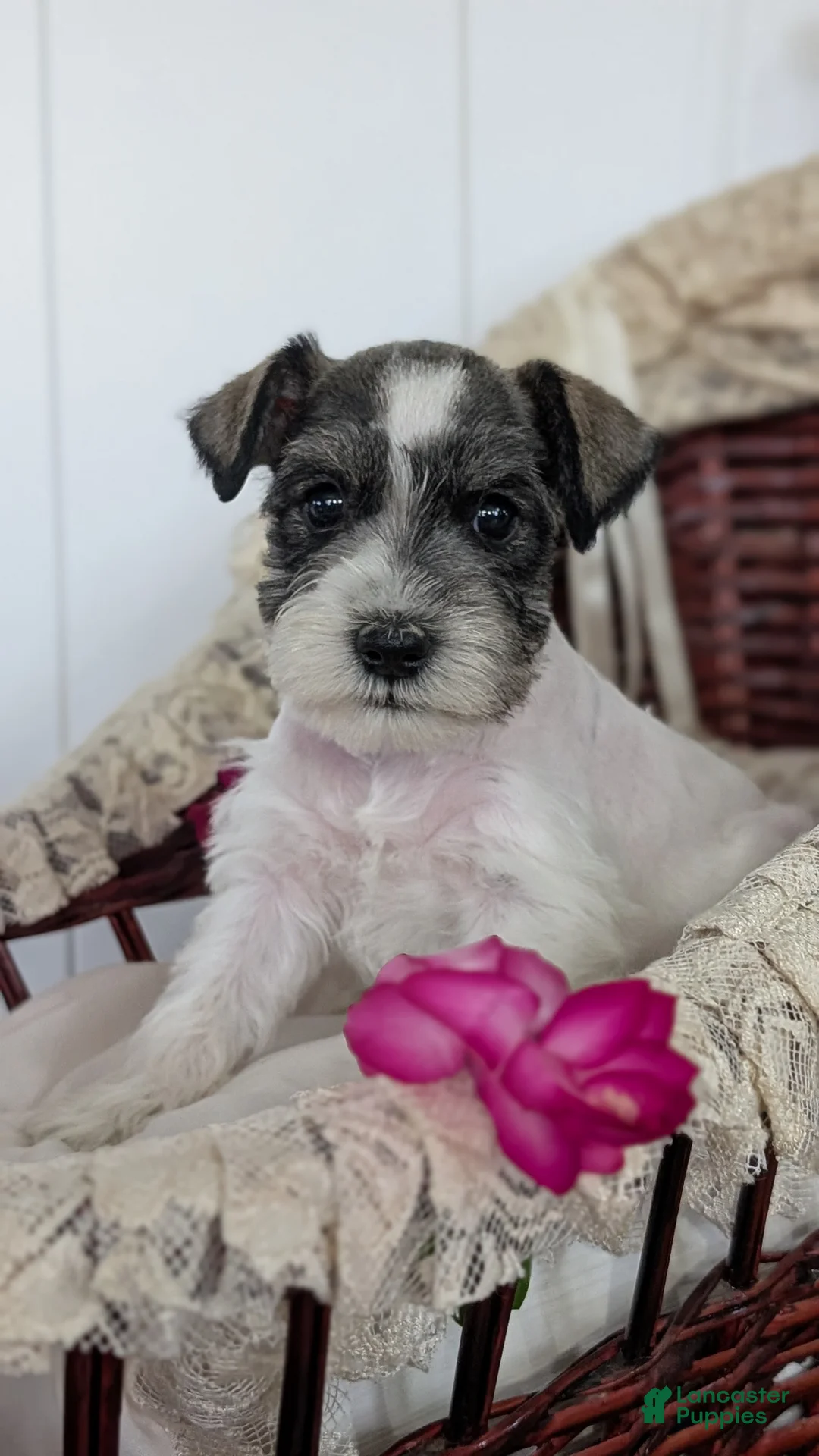 Miniature Schnauzer dogs for sale: Moby  - Ad 2