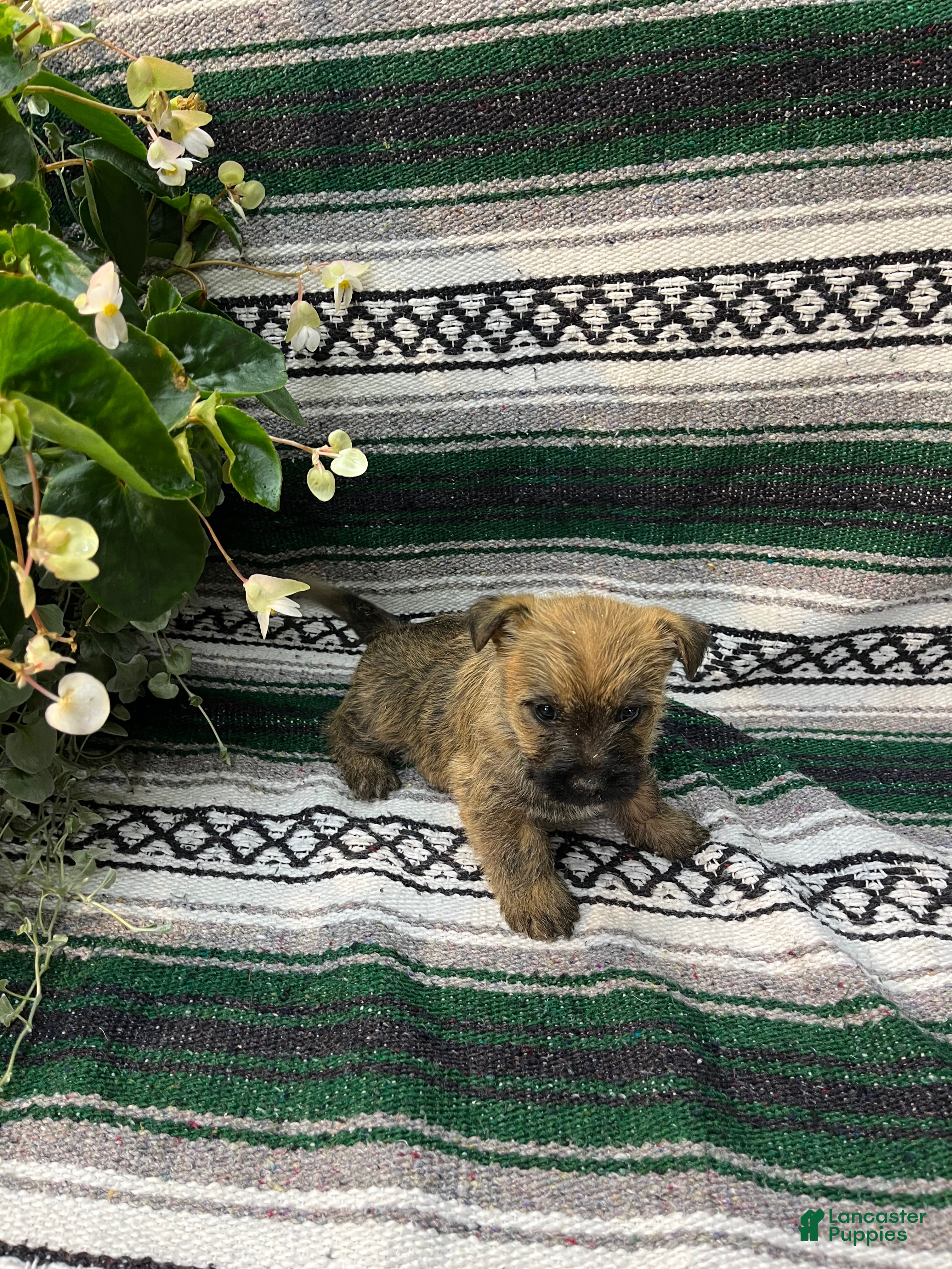 Cairn Terrier dogs Ruby - Ad 1