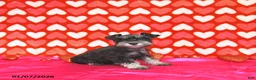 Miniature Schnauzer dogs for sale: Kyah - Ad 7