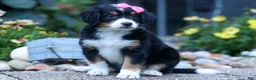 Bernedoodle dogs for sale: Yancy ❤️ - Ad 7