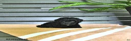Miniature Poodle dogs for sale: Cassandra - Ad 4