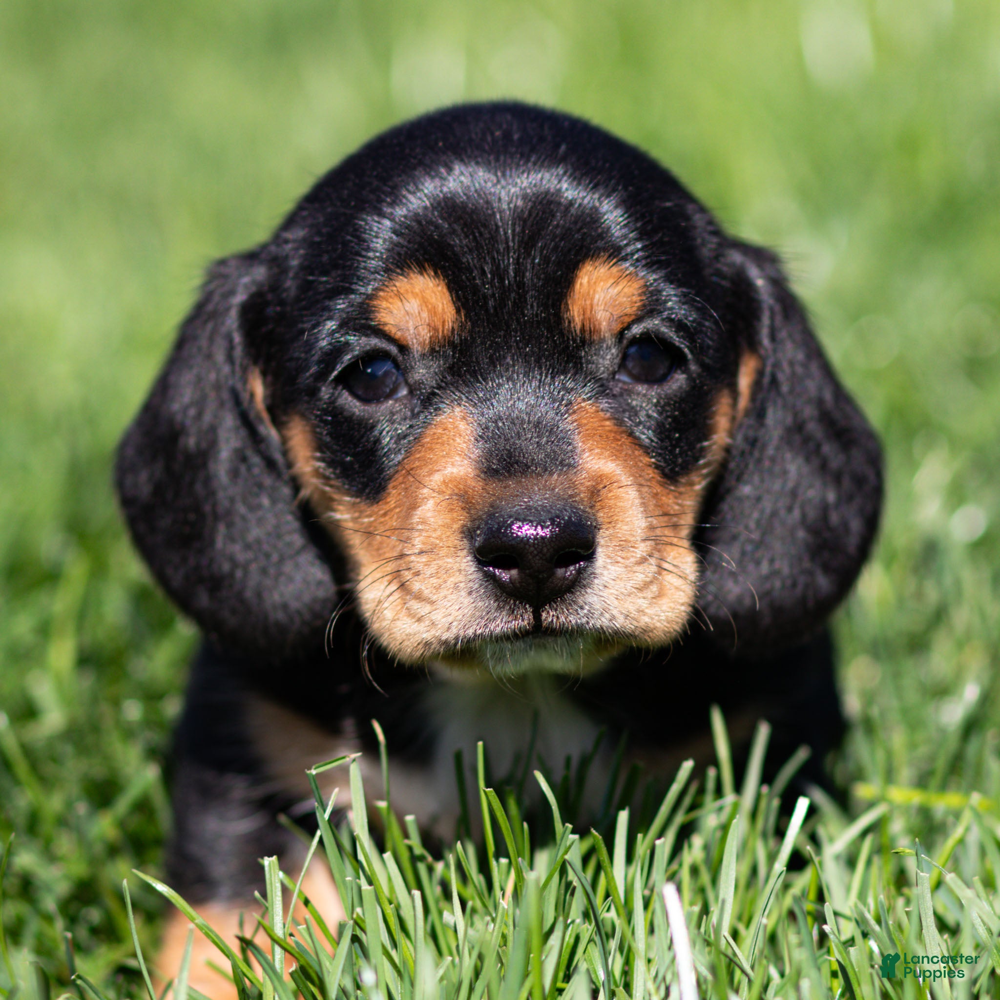 Miniature Dachshund dogs Louie Miniature Dachshund Puppy  - Ad 1