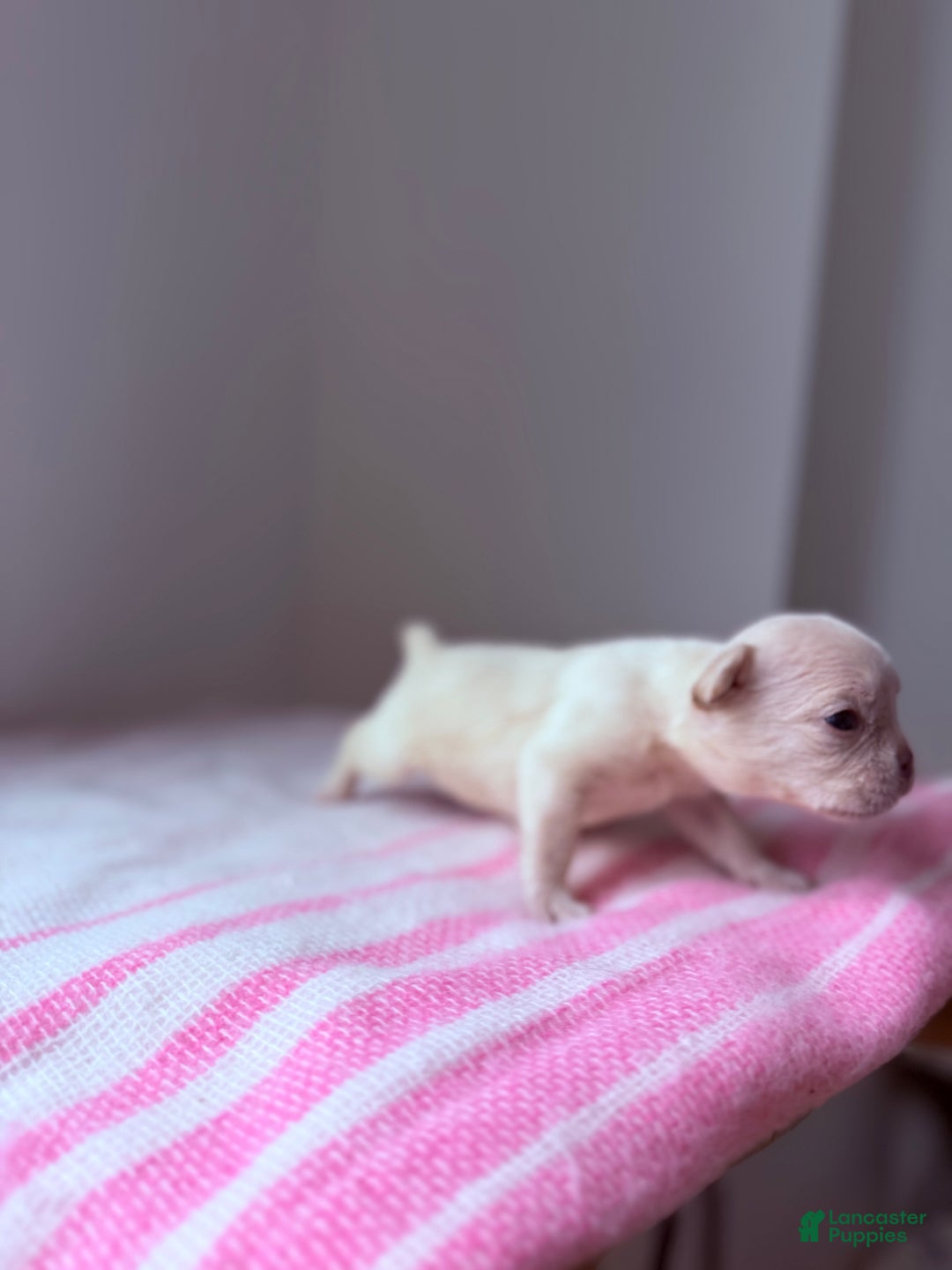 French Bulldog dogs for sale: Isabella - Ad 7