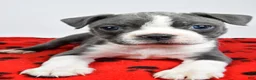 Boston Terrier dogs for sale: Callie - Ad 8