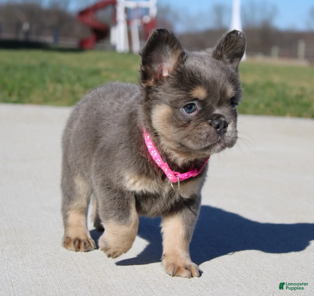 French Bulldog dogs for sale: Winston - Ad 14