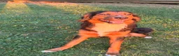 Mixed Breed dogs for sale: Neon green - Ad 2