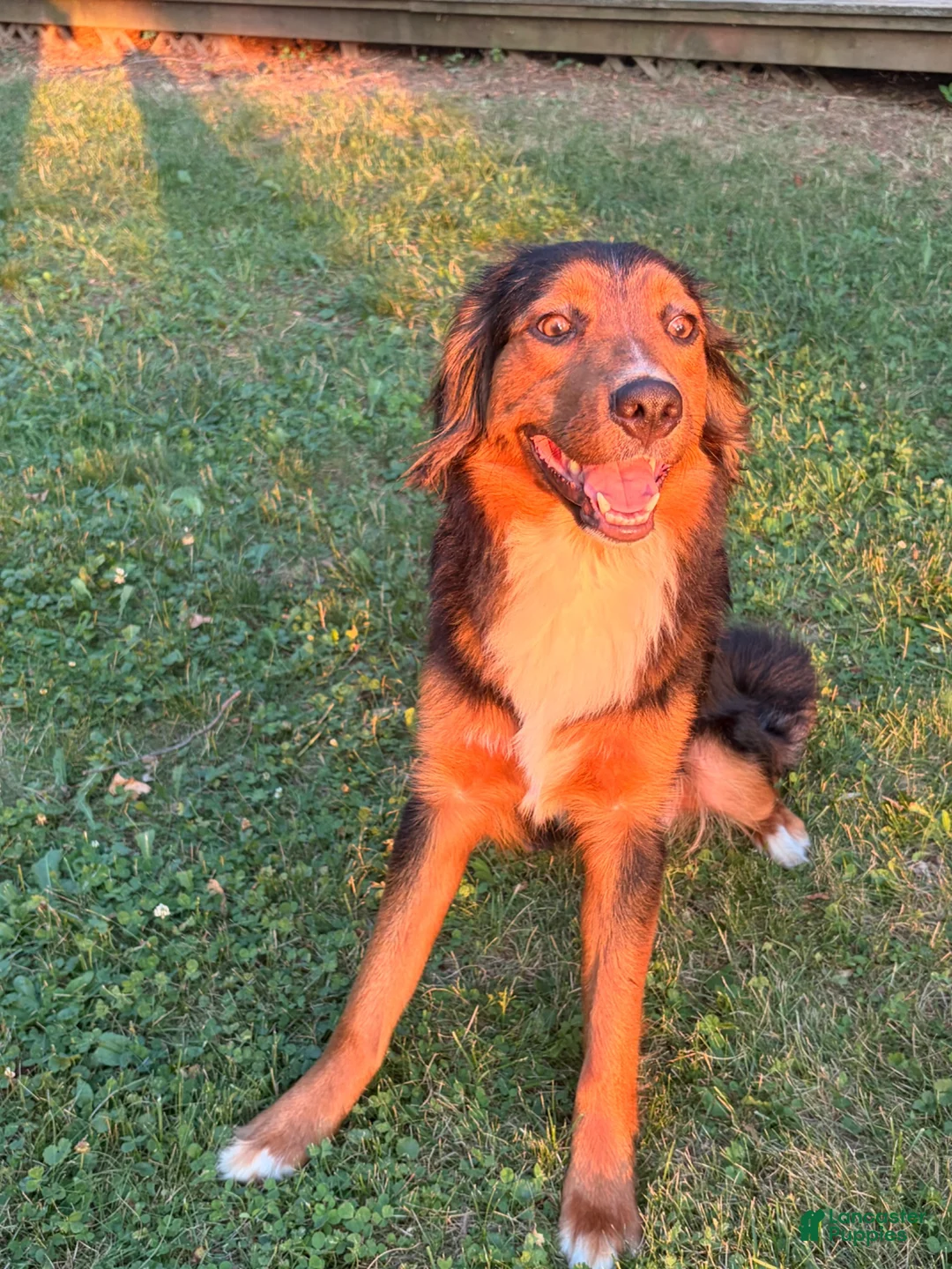 Mixed Breed dogs for sale: Neon green - Ad 2