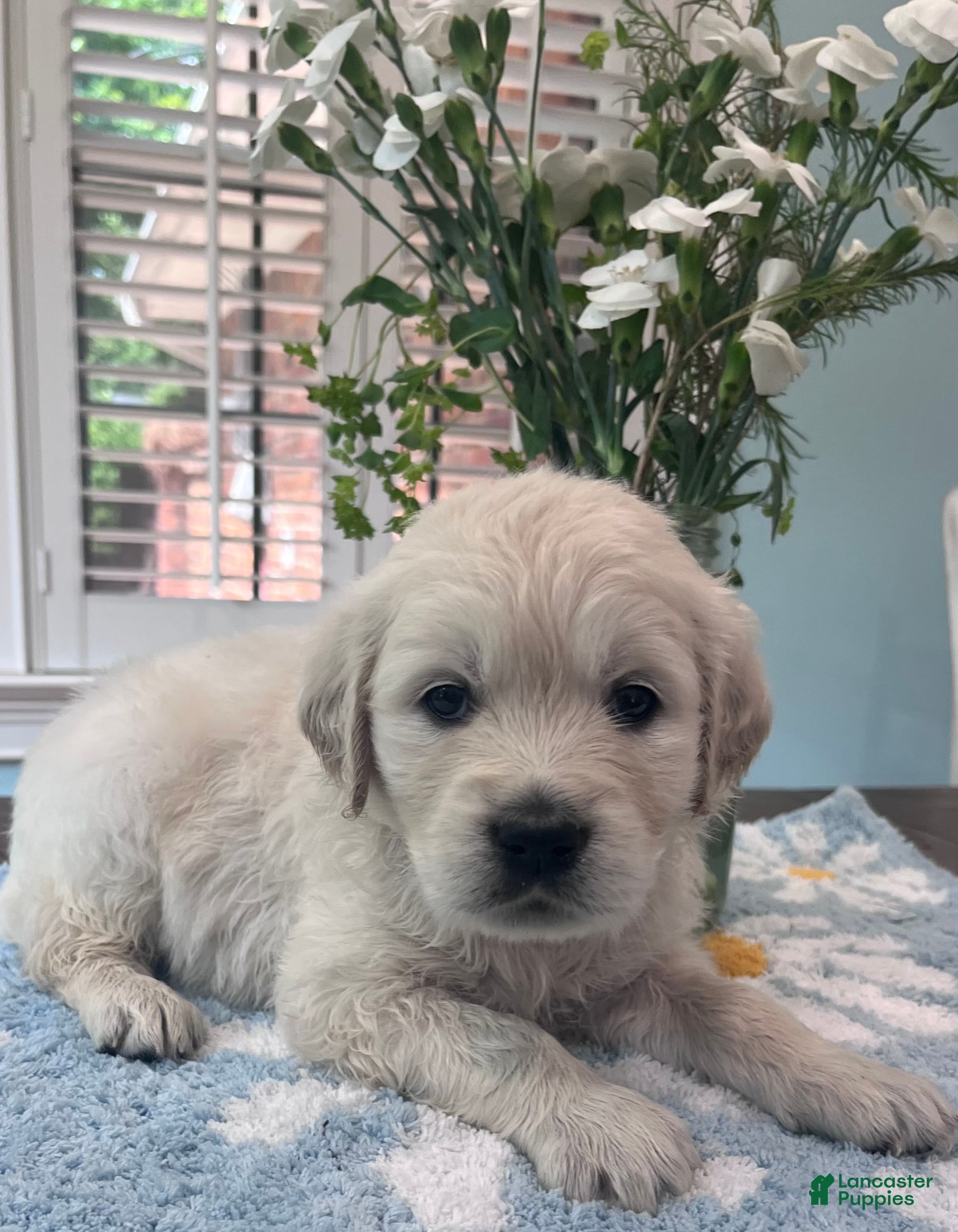 Golden Retriever dogs for sale: Green - Ad 4