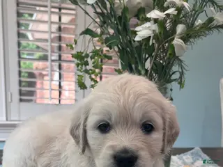 Golden Retriever dogs for sale: Green - Ad 4