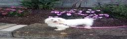 Maltese dogs for sale: Duke - Ad 8