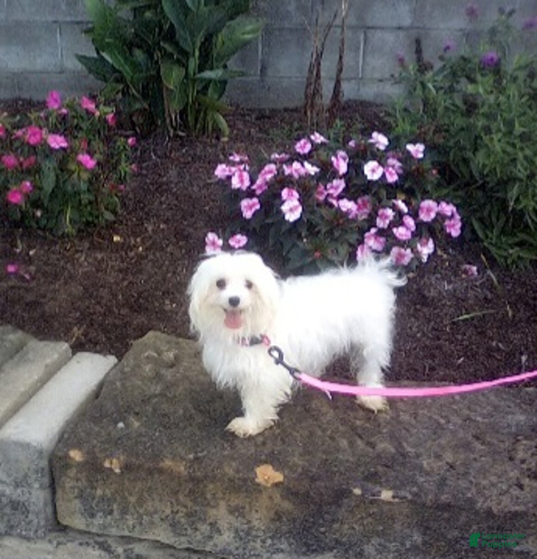 Maltese dogs for sale: Duke - Ad 8
