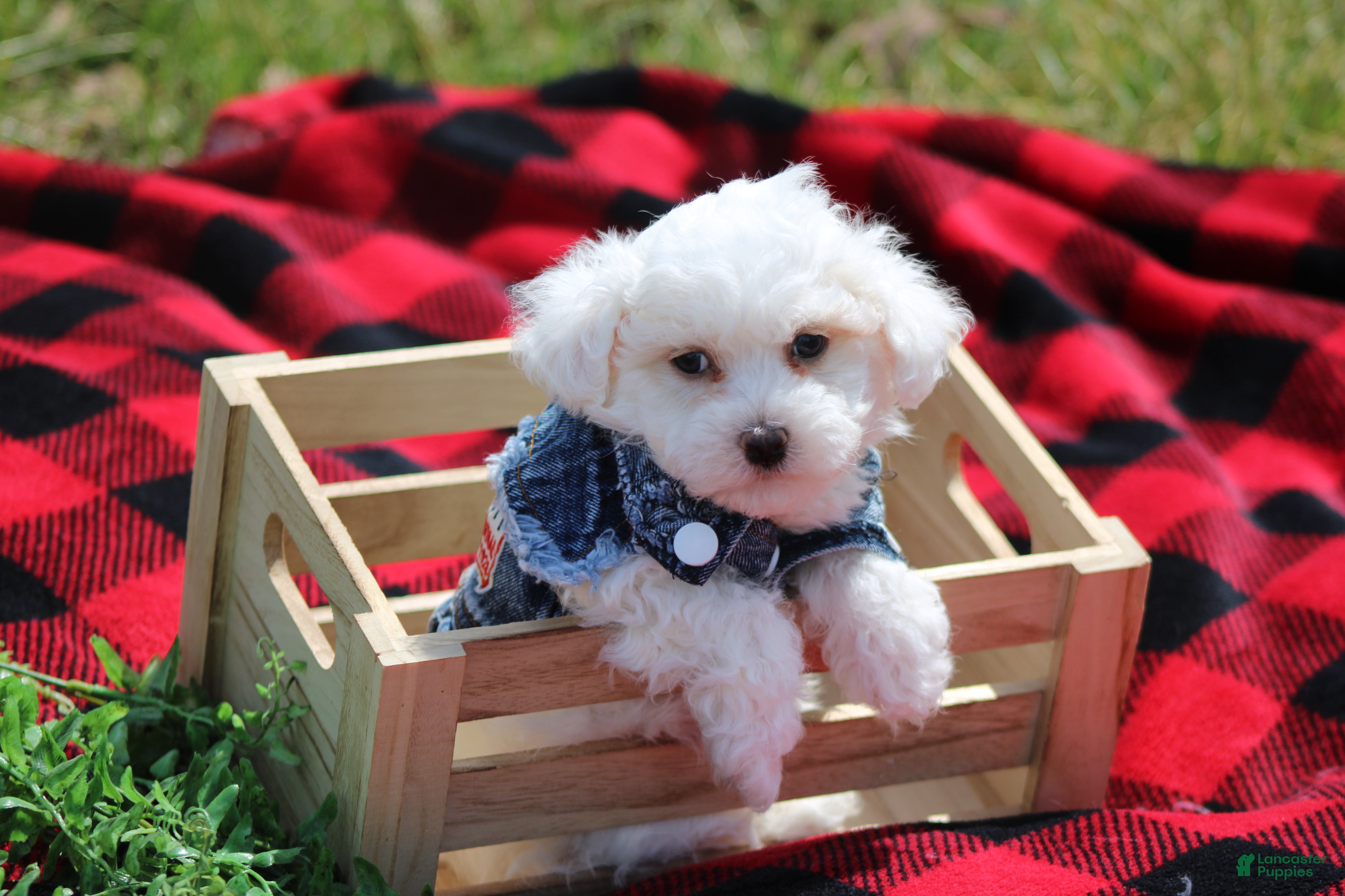 Maltipoo dogs Atticus - Ad 1