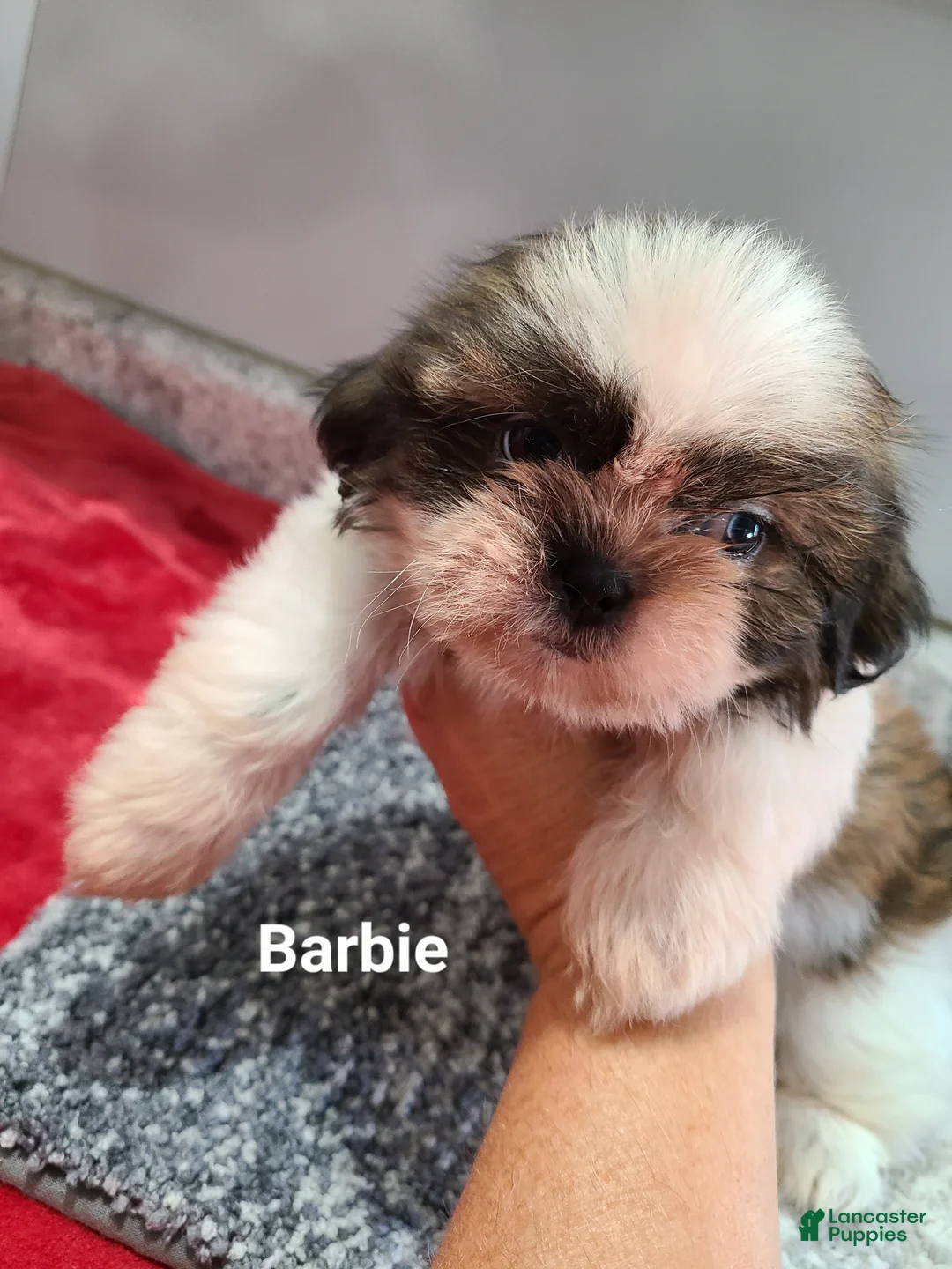Shih Tzu dogs for sale: Barbie  - Ad 2