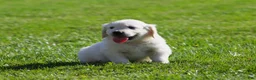 Golden Retriever dogs for sale: Lawrence  - Ad 4