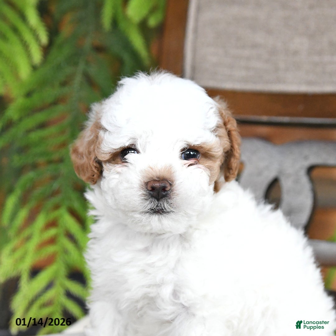 Maltipoo dogs for sale: Jewel - Ad 4