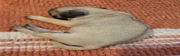 Pug dogs for sale: Pipsqueak - Ad 8