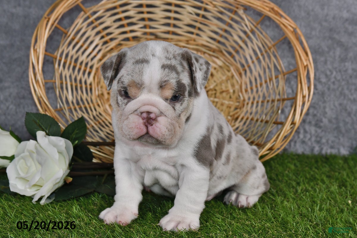 English Bulldog dogs Hunter - Ad 1
