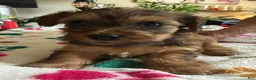 Yorkshire Terrier dogs for sale: Eva - Ad 1