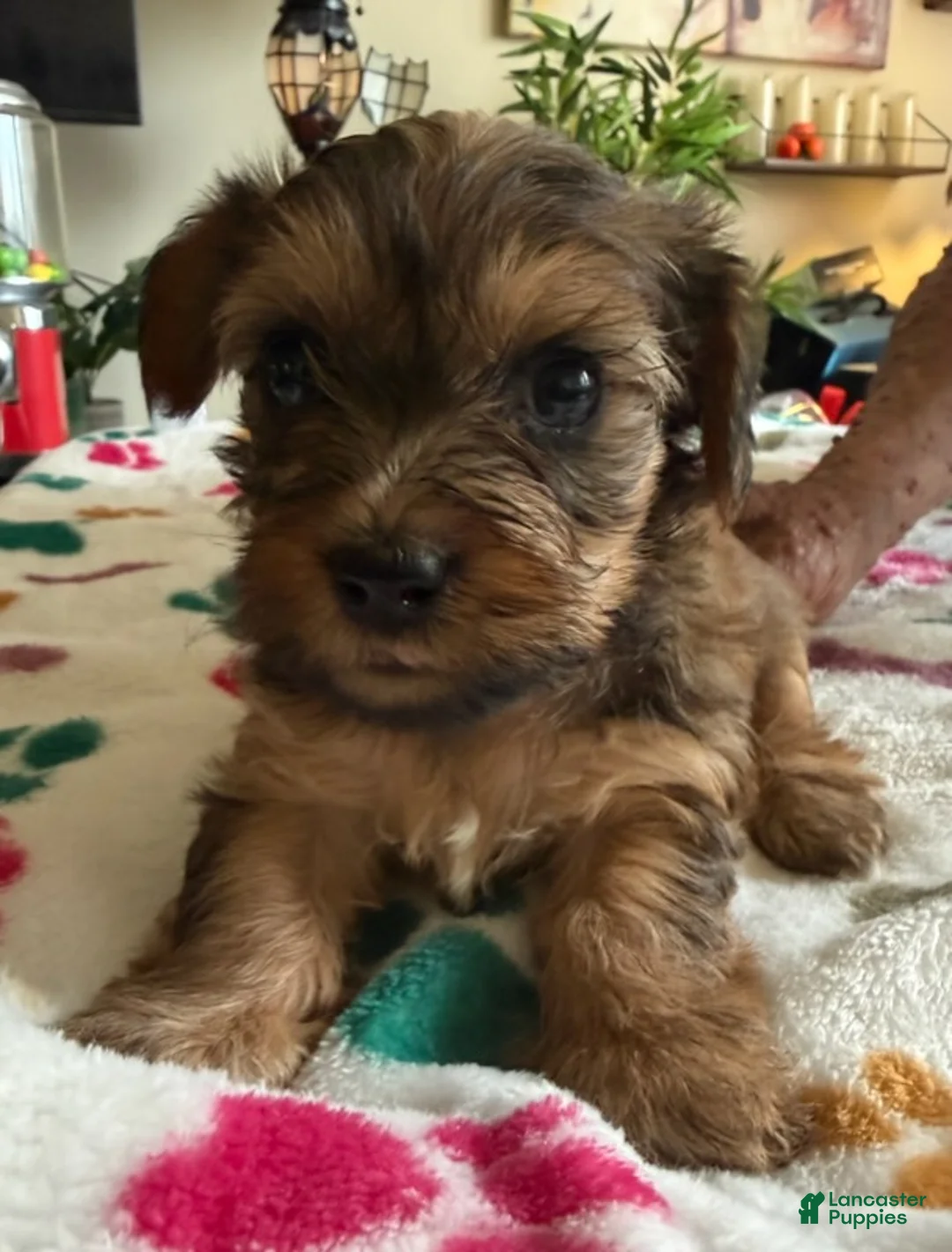 Yorkshire Terrier dogs for sale: Eva - Ad 1