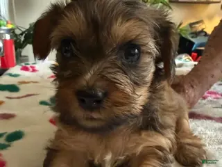 Yorkshire Terrier dogs Eva - Ad 31