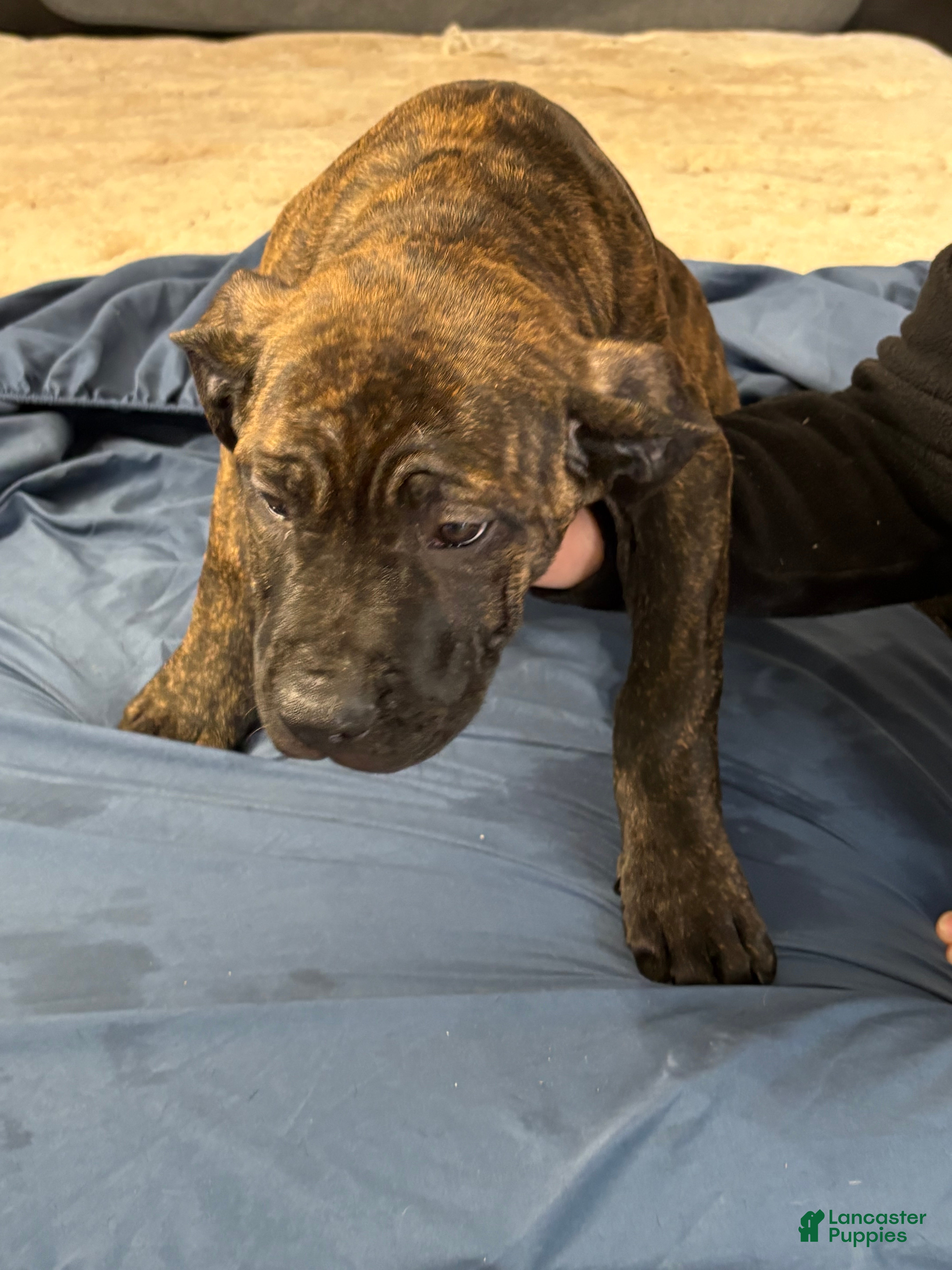 Mixed Breed dogs Mixed Breed Puppy 5 - Ad 2