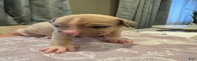 American Bully Puppy 4