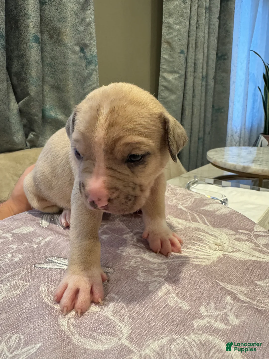 American Bully dogs for sale: American Bully Puppy 4 - Ad 1