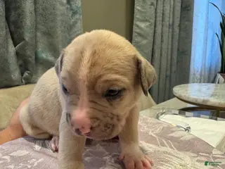 American Bully dogs for sale: American Bully Puppy 4 - Ad 2