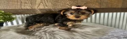 Yorkshire Terrier dogs for sale: Ellie - Ad 5