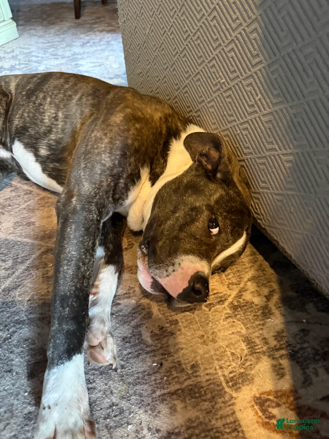 Mixed Breed dogs for sale: Johnna  - Ad 9